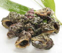 旬の魚介類 イボニシ