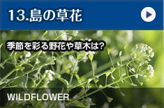 島の草花